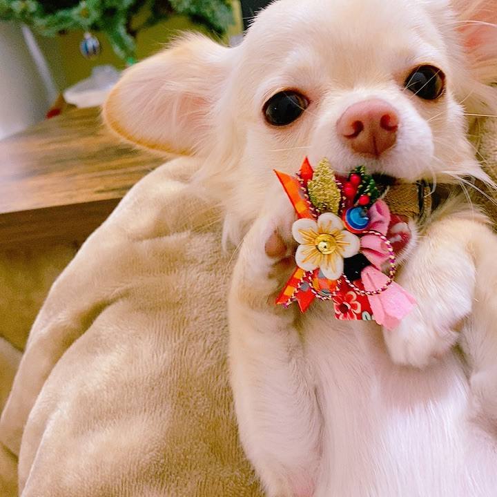 898d4984 a46c 4ce0 a4de d0a6414b9be6 1608882729742