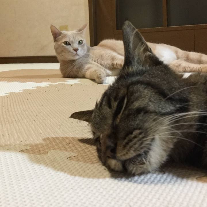 898f5761 de29 42e0 8632 67f721414a33 1534328464868