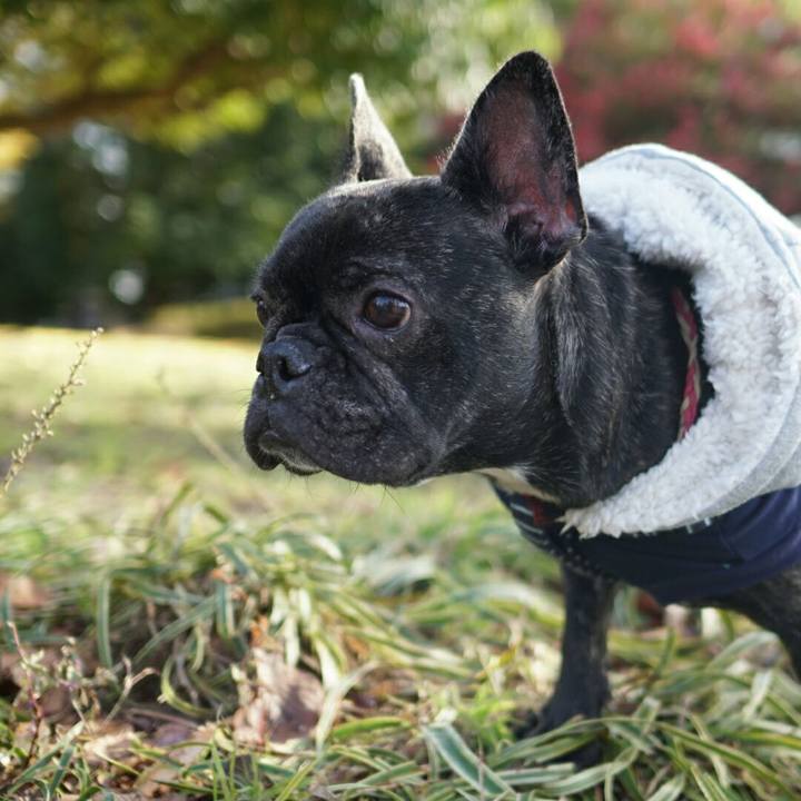 8990c992 f5be 4ed7 a261 1172ce02ec4e 1513388351038