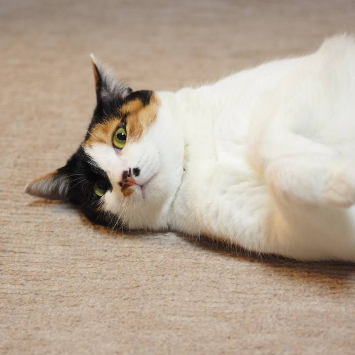 899584c8 9e7b 4419 b3bb 2781624c5986 1557119641651