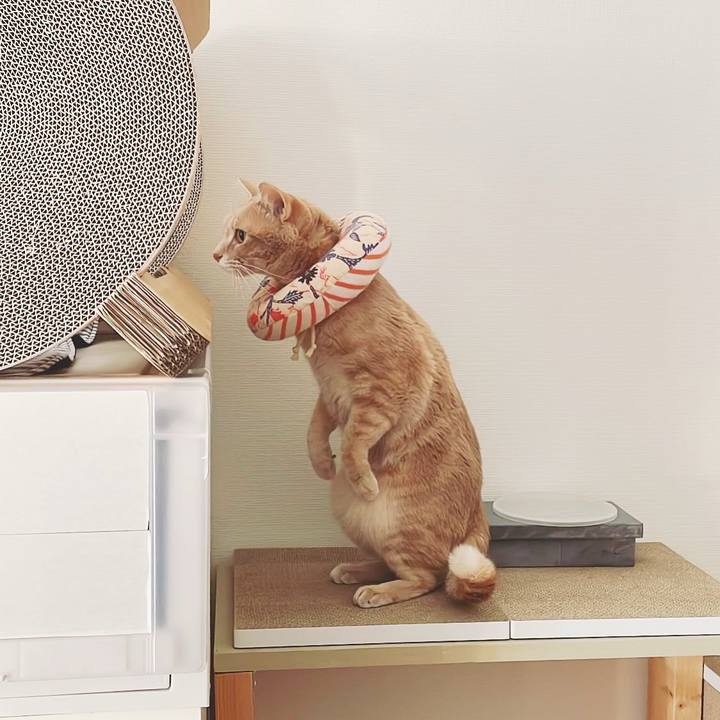 899bbed4 cc84 4efd 9d97 fe1d49655888 1737680621673