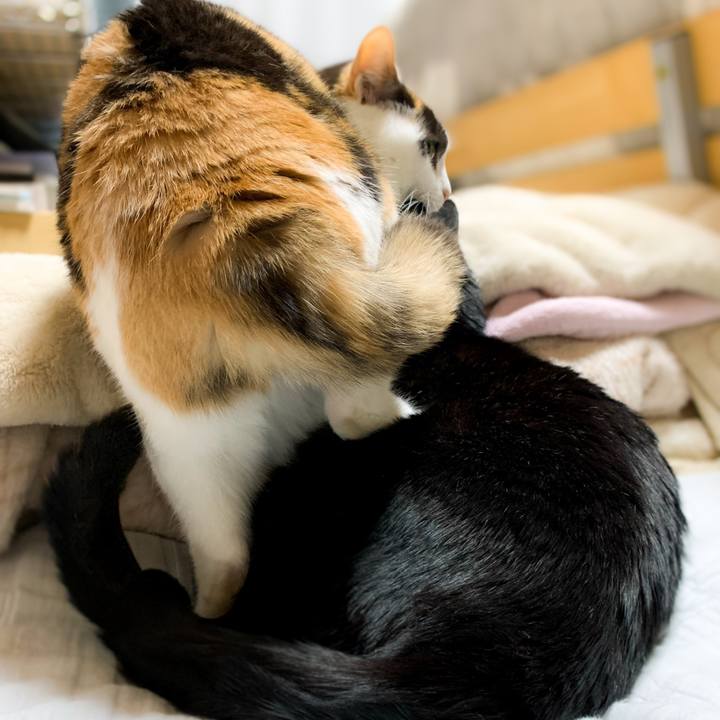 899f63c7 cb85 4a0c a1db f75dbc6920b3 1587950331412