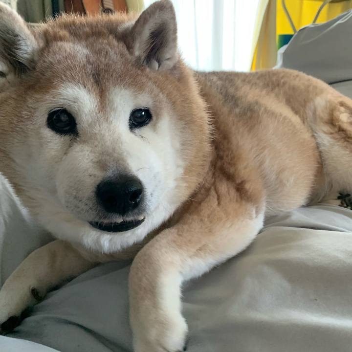 89a4e2da 2555 470e 8e64 da639d115057 1648859269517