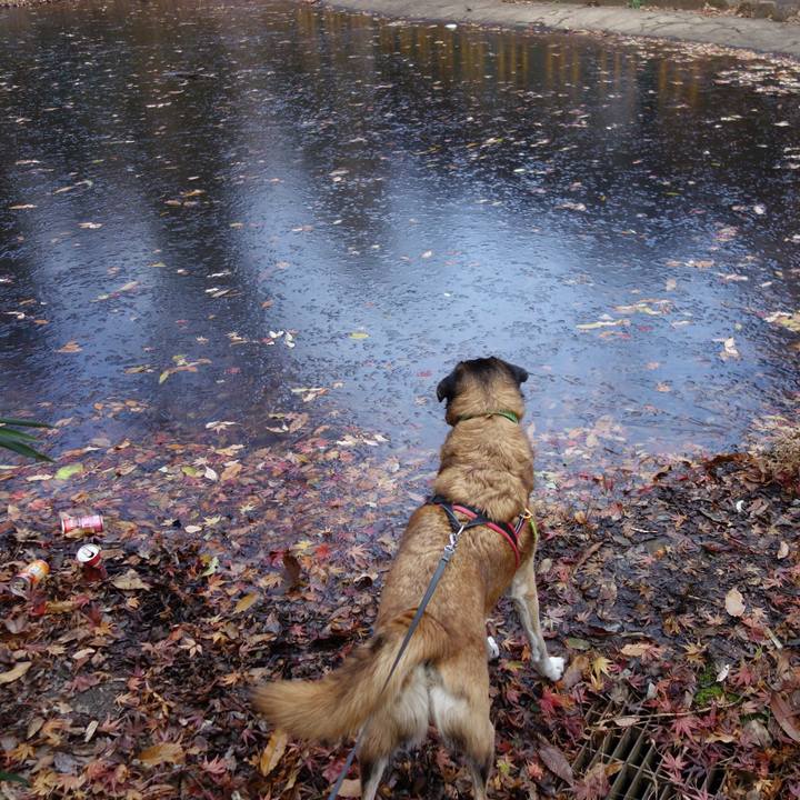 89a98d0a 1678 4a35 9019 4c0bae901a13 1544925749241