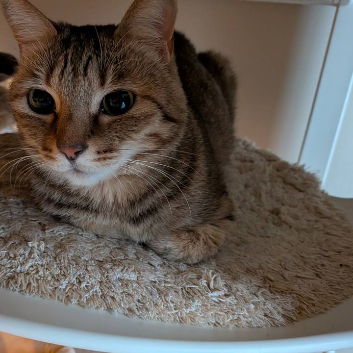 89ab266d 87be 4325 bcf4 d9004076eadb 1770824415493