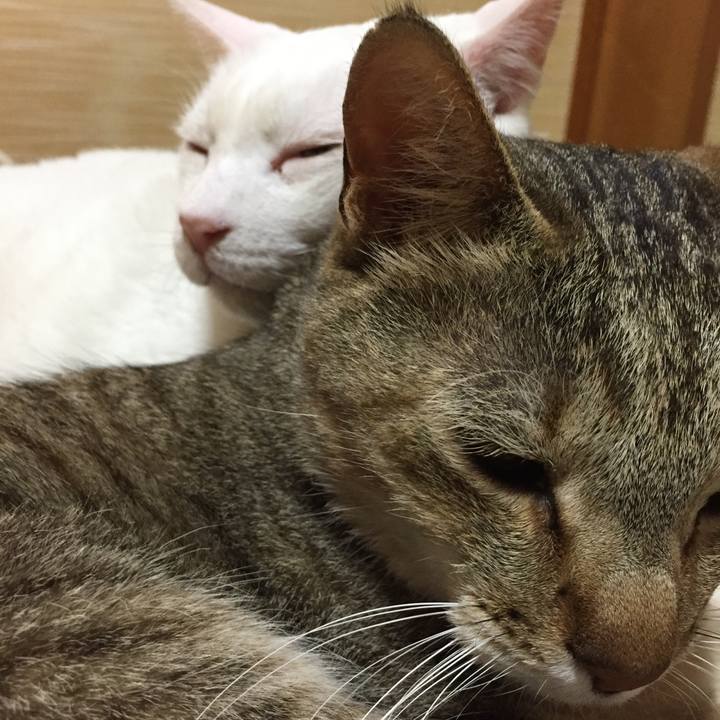 89adab28 396c 4d2c ac2c b3f7f166e9e2 1558796867690