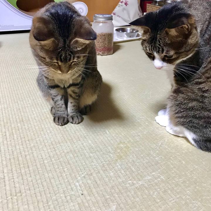 89af7af9 5c4e 4412 a9f6 56c9508aa74f 1528203067804