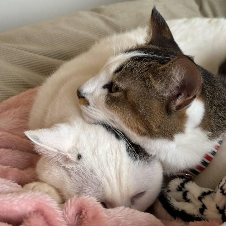 89b5271c 88c2 4d59 808a 6510a0f42fff 1768980947263