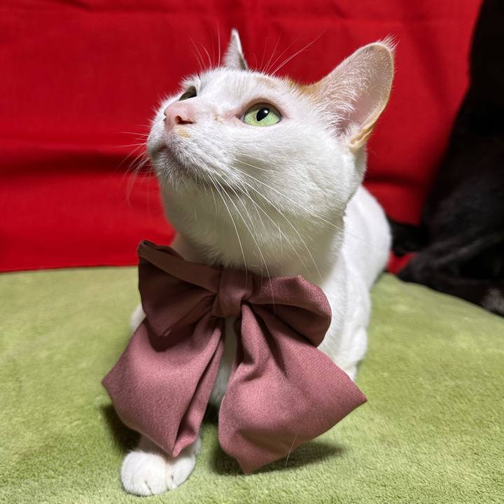 89b9aa89 9983 4473 aba6 9a11b415059b 1766840732893