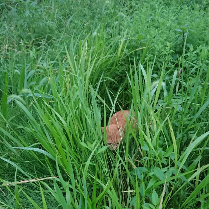 89bb74c4 86a8 48e1 8c34 4dc38449296b 1596879496926