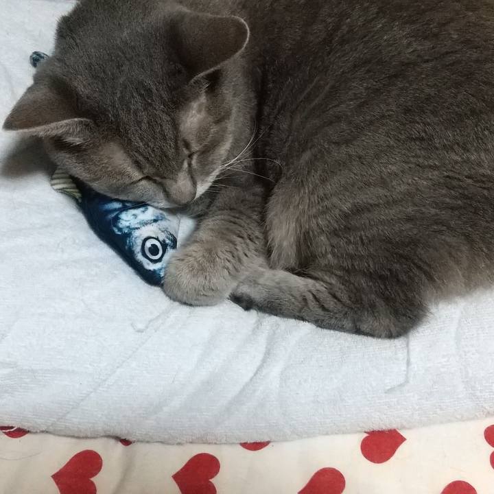 89c09d1a 524f 461b b417 8685ba218489 1661261084221