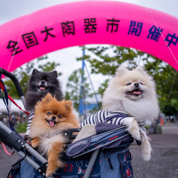 89c352da 2e4d 4b2d a72e a1b96159e524 1592780133948