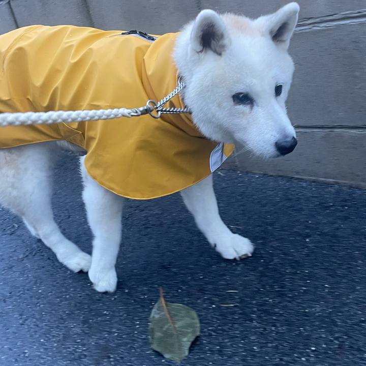 89c41ad4 380d 4a0e b6ef a82ba038363e 1728427729706