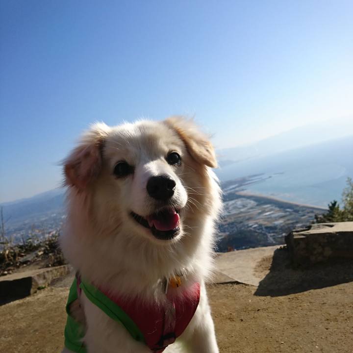 89c44f41 cd91 47f9 a8b7 d634867c05c4 1552037768961