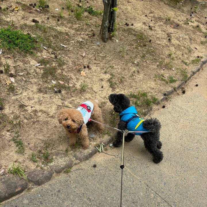 89c653ff 4a2d 42c9 affd 22586dd82a59 1717128971419