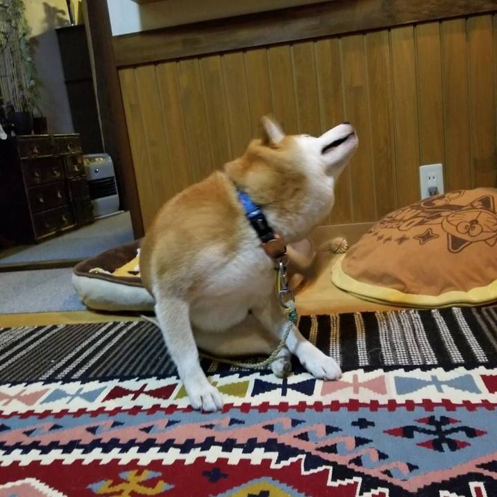 89c788cb 15da 4b37 93db aff9a20adfd5 1573205839029