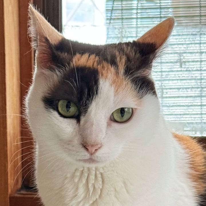 89c83fd9 41b3 467d 95cc 9d053a4dd89d 1748918487900