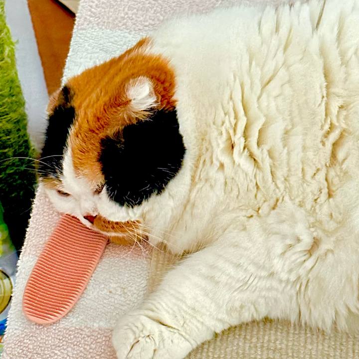 89c92db3 dc25 4d00 ace0 cbaeb046f182 1710970386768