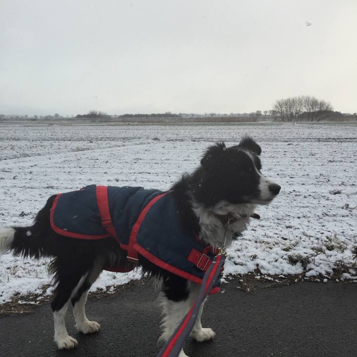 89ca71bb 1c51 4c3a bf25 7a885b8aa1ac 1516751377941