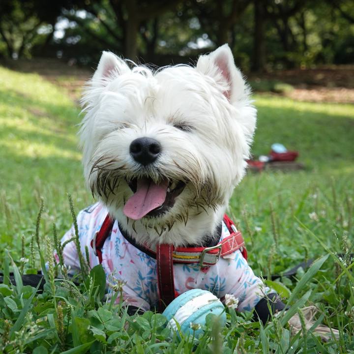 89cc7a03 f42a 4026 88a7 1439b4812bb5 1530019850759