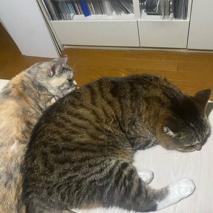 89cce3c3 47cb 411a 914e 8d0ad54a5600 1723301206867