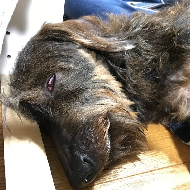 89cecbe0 d52e 48fb a9f8 8d9b877820c5 1557668137331