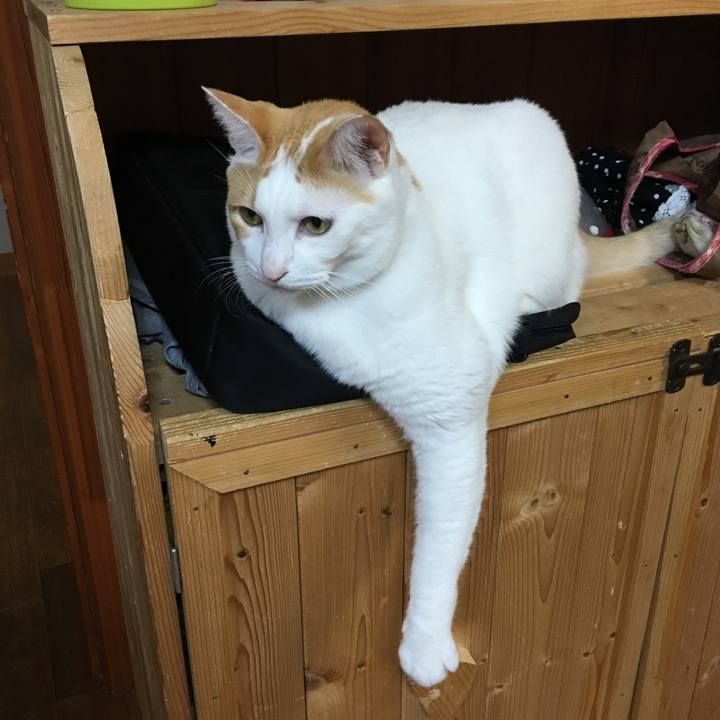 89d17d4d 98e6 4ebf 833f 4e482abadd7a 1543490839070