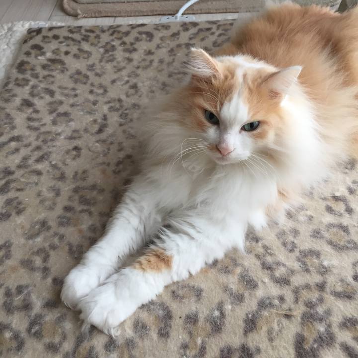 89d184dc c8d8 4363 8f05 a86812475464 1516225964115