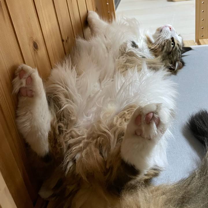 89d1dbfe dcbe 4922 8f3d e83a0e490cc1 1686968627059