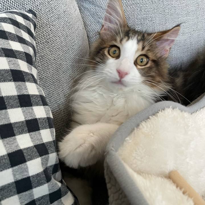 89d22681 3e8a 4d75 8532 5f82214b655b 1635112833307