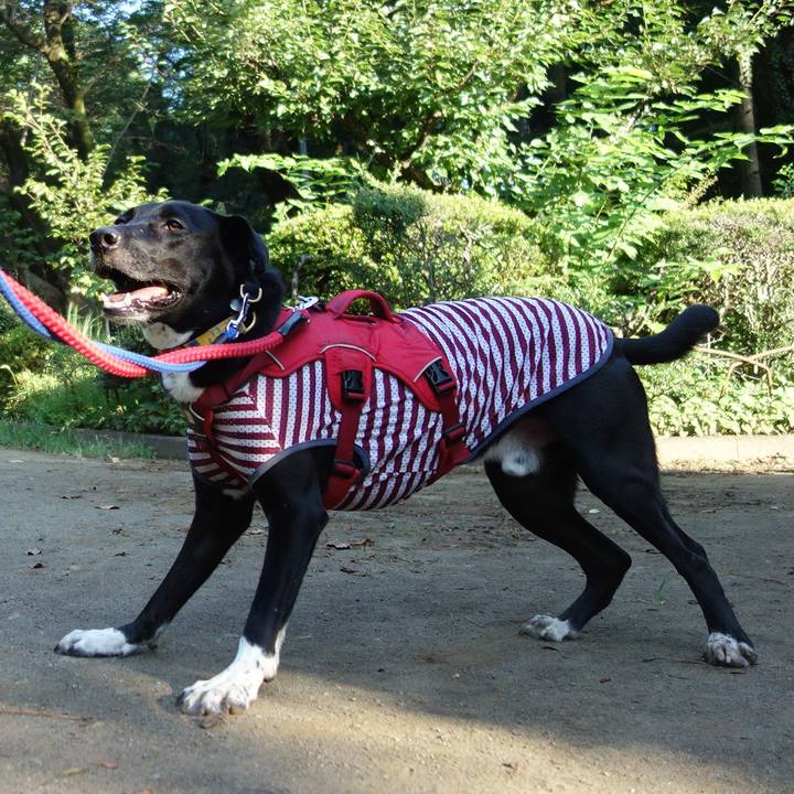 89d3b5fd 9517 4dab 93ef da4d0dda2963 1597880621743