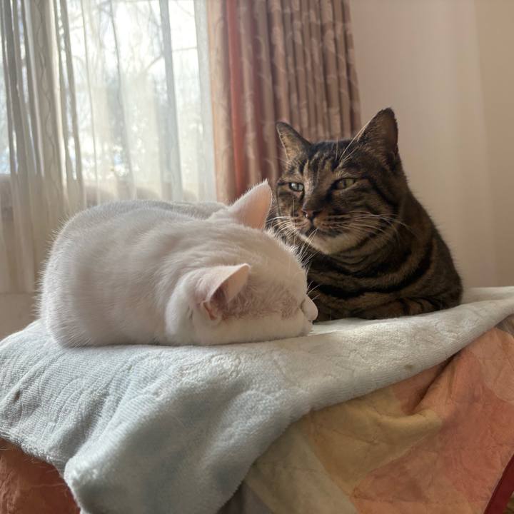 89dc3f9a a536 4f8b 9640 7ad2c57366e9 1767867287941