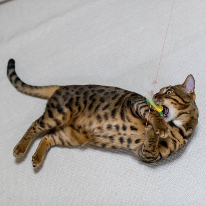 89dd72a0 8b87 4b33 a6e9 92a7e0bee2ee 1518963296451