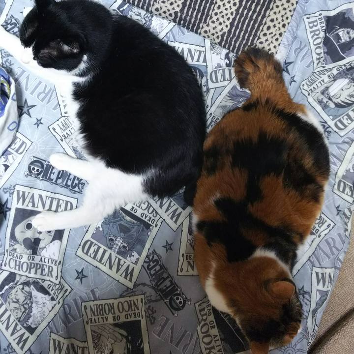 89e519d3 3fbd 4861 aa70 98af9821081a 1527457382487