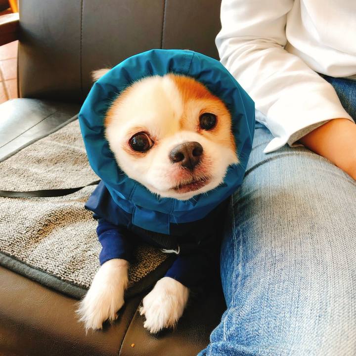 89e51ba6 9a1d 40aa 876e 972229a59018 1550536002119