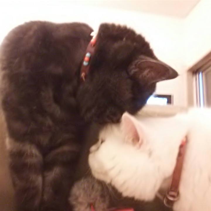 89e682bc 87fe 4066 91ea fb3c88172c1b 1508632852285