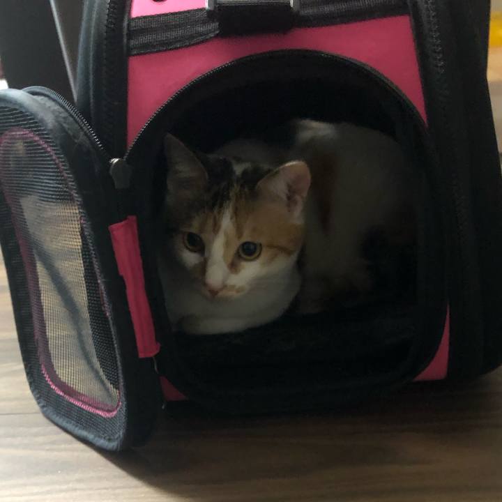 89edf0ff 0d3d 4010 a6e3 f117bf436826 1586057862272