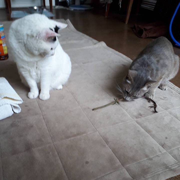 89eed57b d0f6 4f5f 9594 e2f92e2995bb 1527329893626