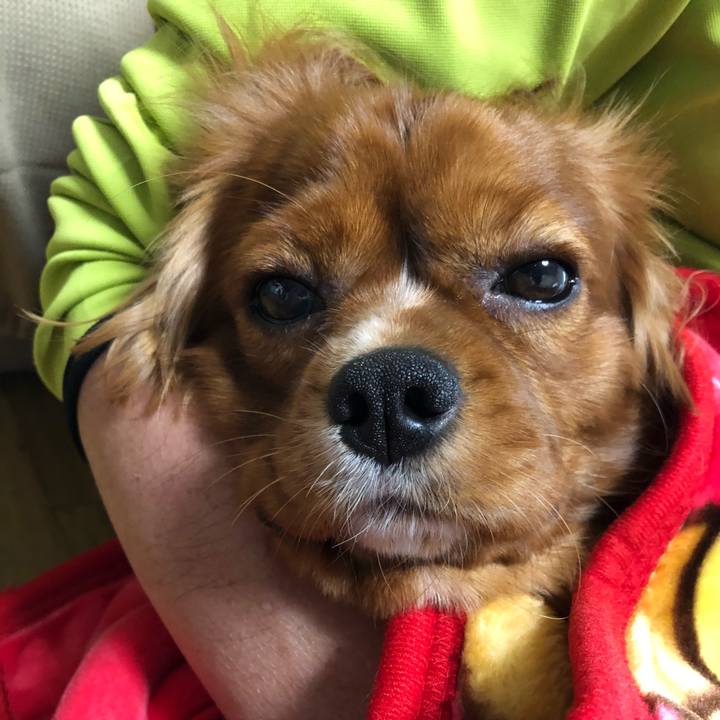 89f0fe2e b339 4da4 bef7 2d85bd7b8f33 1528587620281