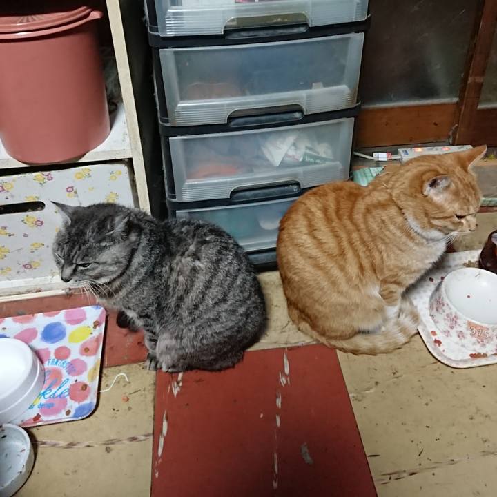 89f1a2bf 70dd 423e a9ee b2872403a28f 1572465038186