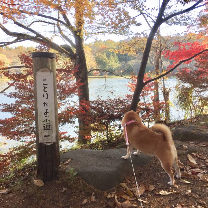 89f1bd58 f2bf 435d 87d6 5e056ee448bb 1540940075058