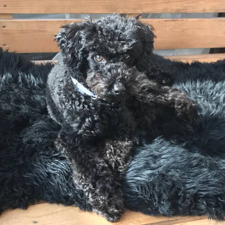 89f56149 79e7 4f45 851a e57af1d548e3 1518225725232