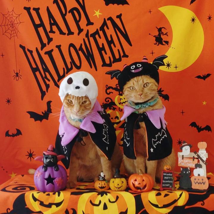 89f580d0 d46c 4873 9236 932490c264fc 1761641290291