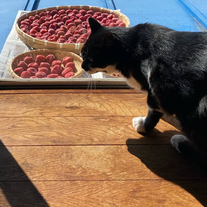 89f6c1ff b432 45f2 9794 0ce4677d011b 1626922504511