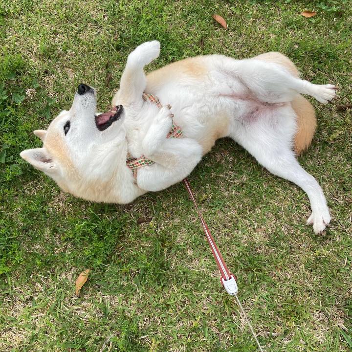 89fa6f45 c461 468a b3ec a53c5125a5f5 1763968593157