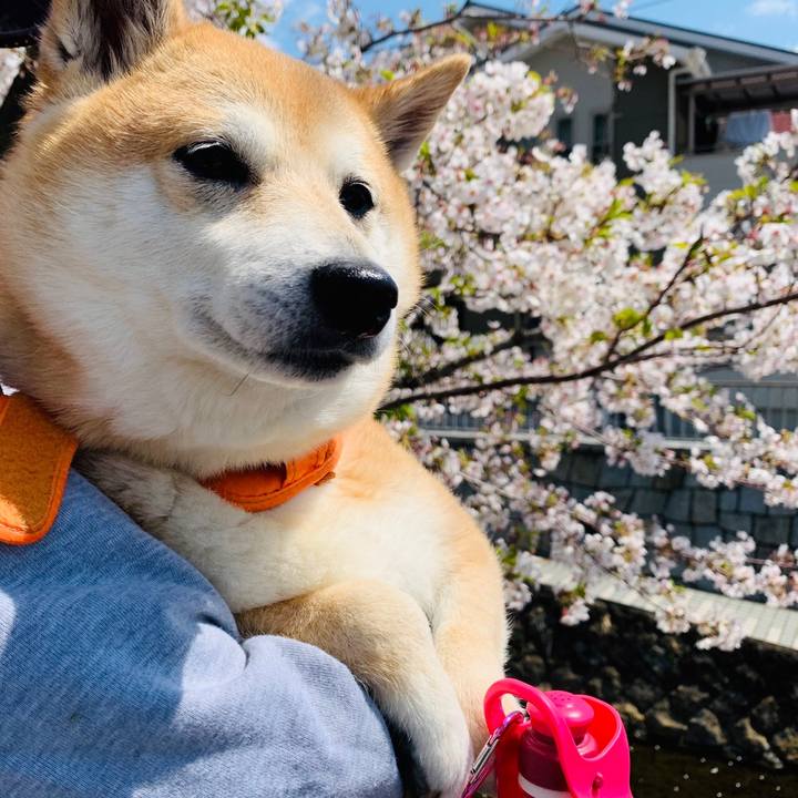 89fae7bb b45f 4559 b88a ae401ddf219a 1586176785958