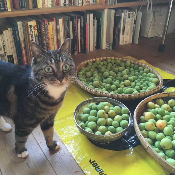 89fb86af c1aa 4b56 b647 eb79b8695e4d 1527931977759