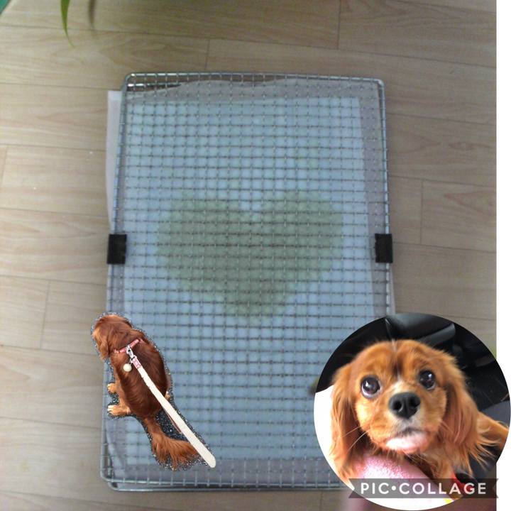 89fd9ff1 b77f 401f a5b0 2f4d948b1913 1588862534684