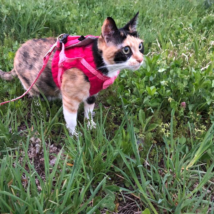 89fef911 0c78 4e49 8830 f78a38d7610d 1556633068634