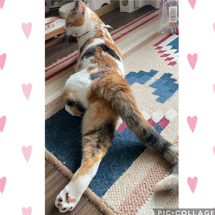 8a00ac15 d78e 4473 ba9e f5837ceb68a4 1628409939746